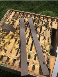 VarroxSan